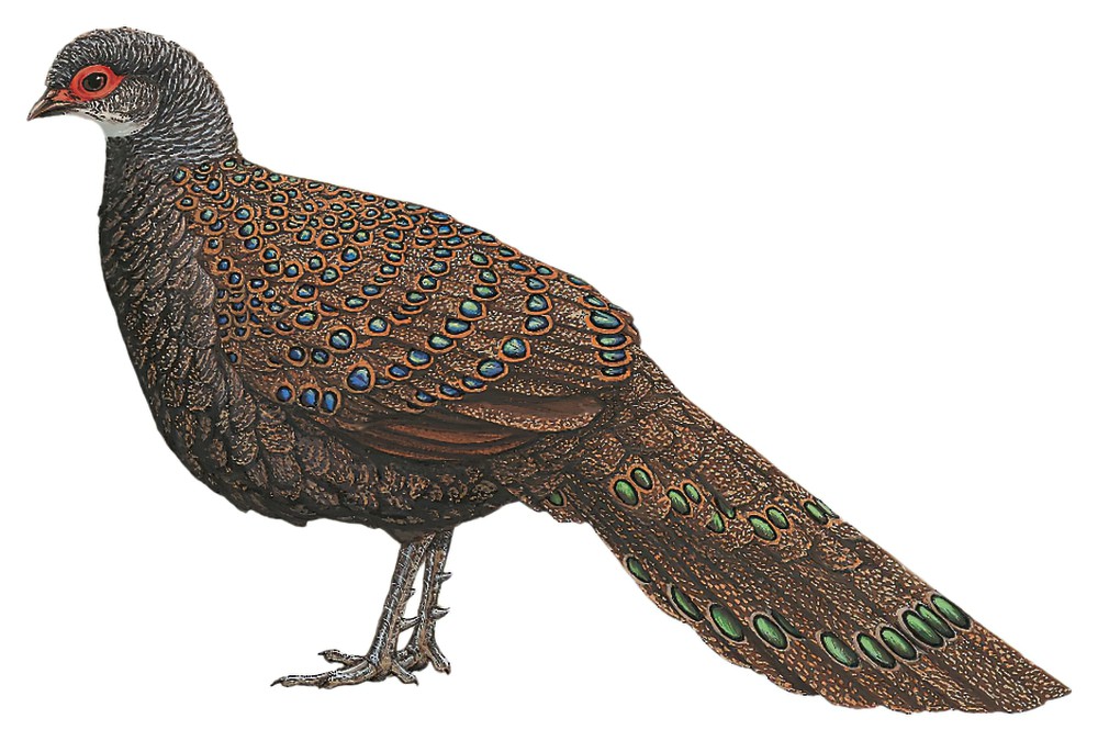 Germain\'s Peacock-Pheasant / Polyplectron germaini