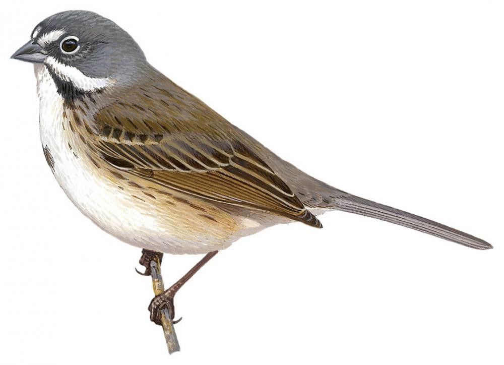 Bell\'s Sparrow / Artemisiospiza belli