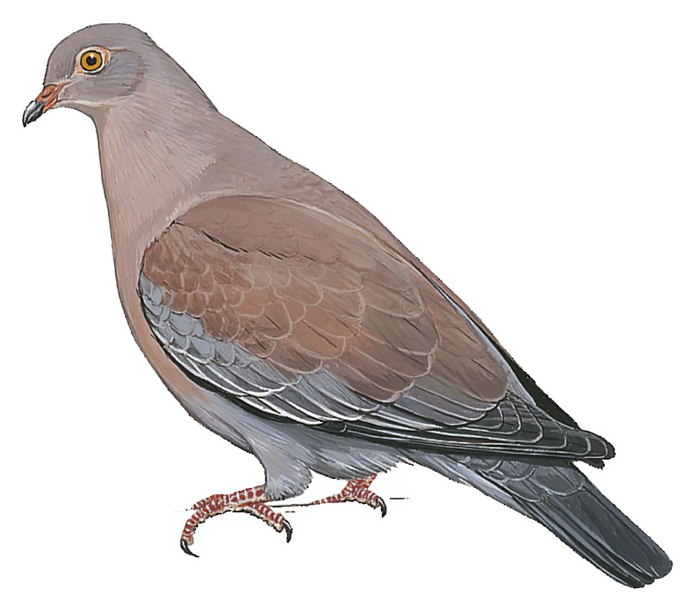 Peruvian Pigeon / Patagioenas oenops