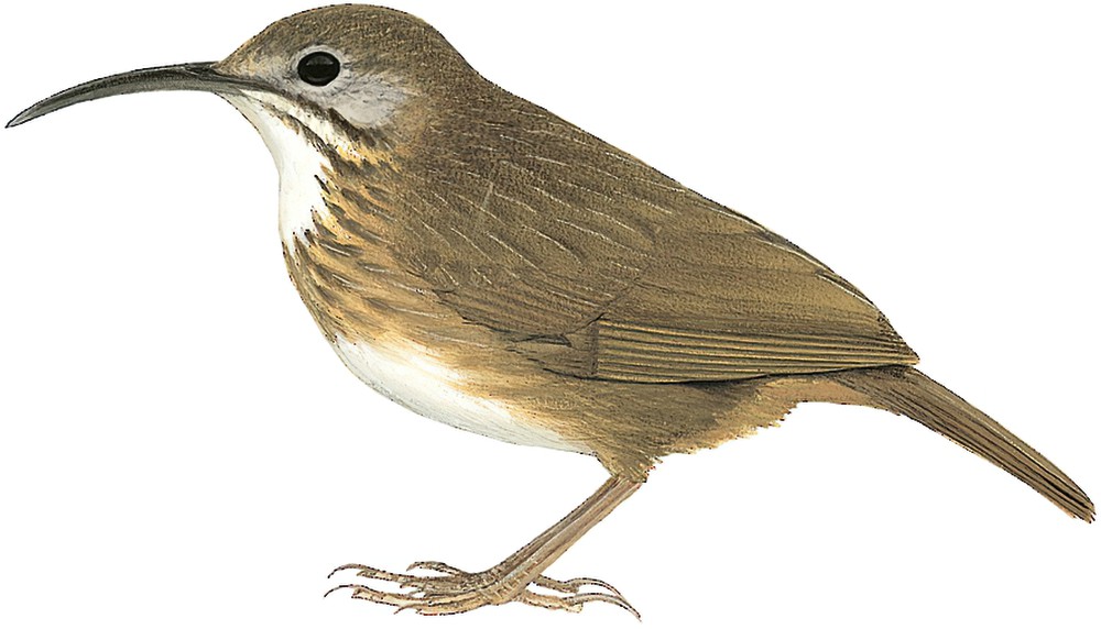 Short-tailed Scimitar-Babbler / Napothera danjoui