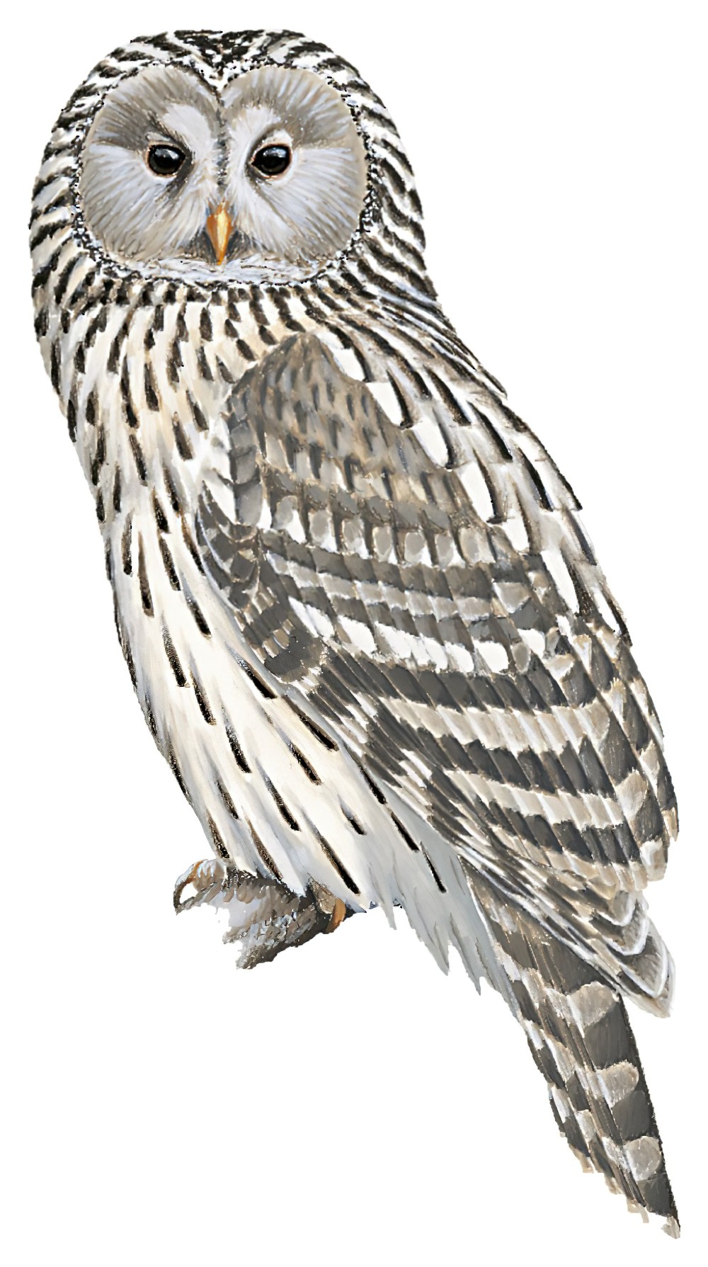 Ural Owl / Strix uralensis