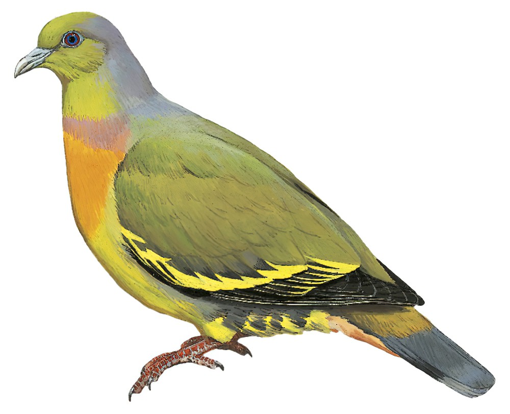 Orange-breasted Green-Pigeon / Treron bicinctus
