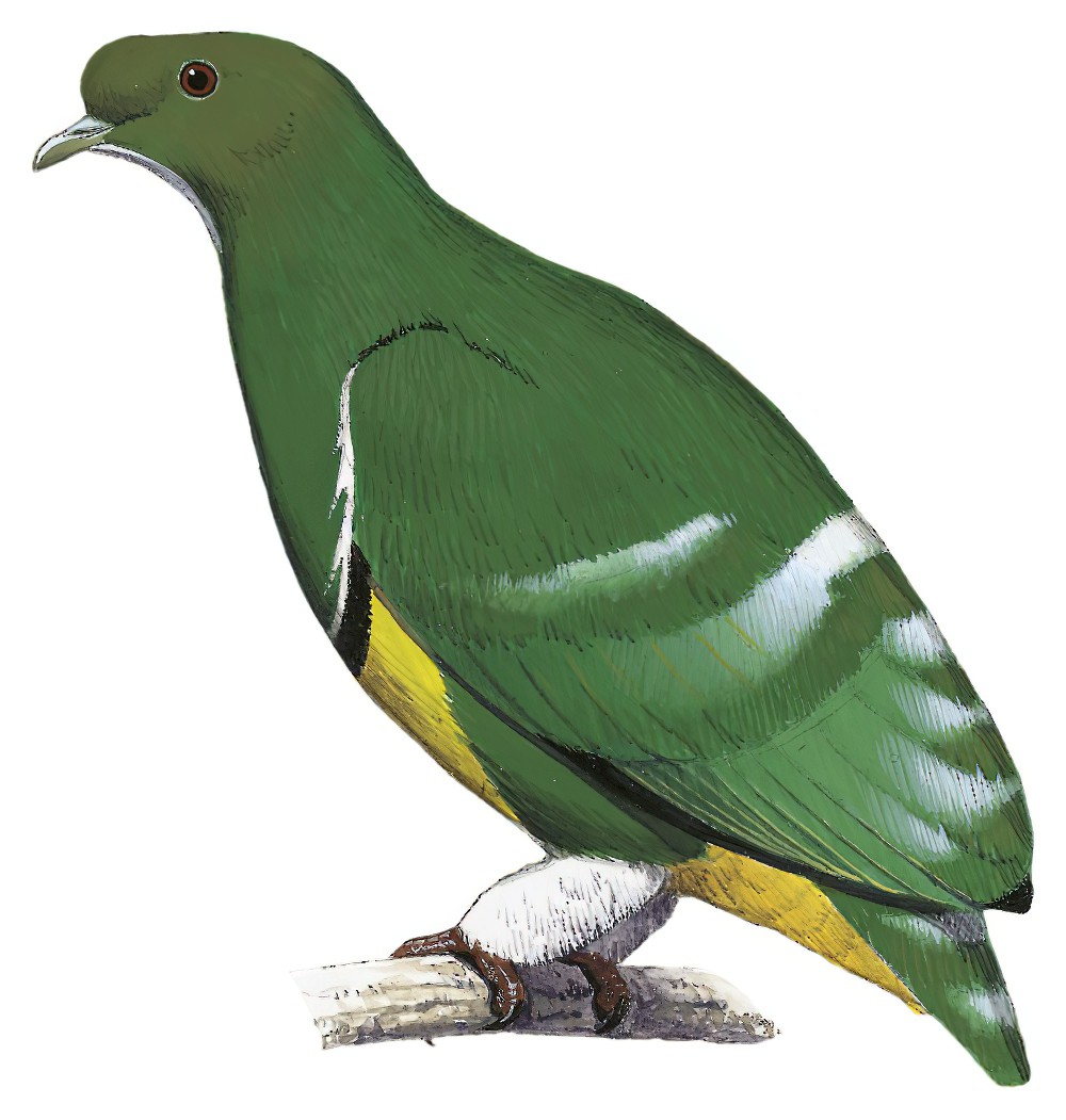 Cloven-feathered Dove / Drepanoptila holosericea