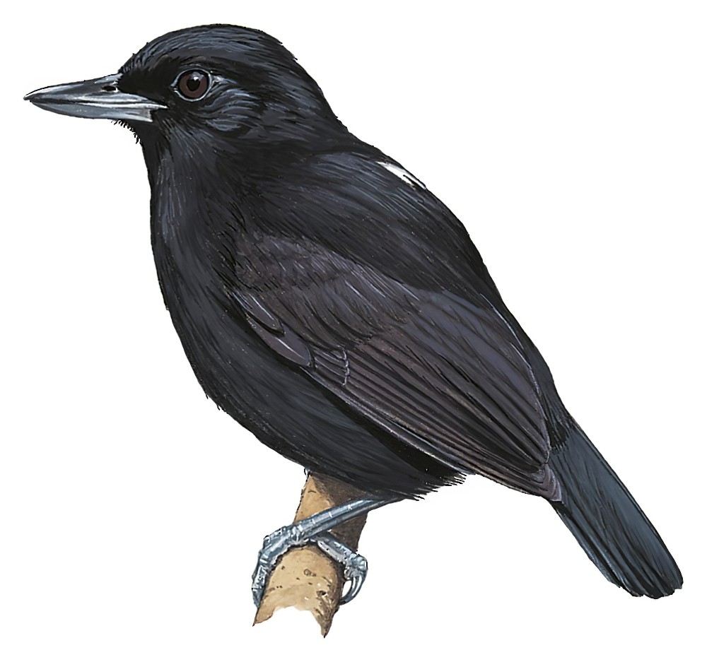 Black Bushbird / Neoctantes niger