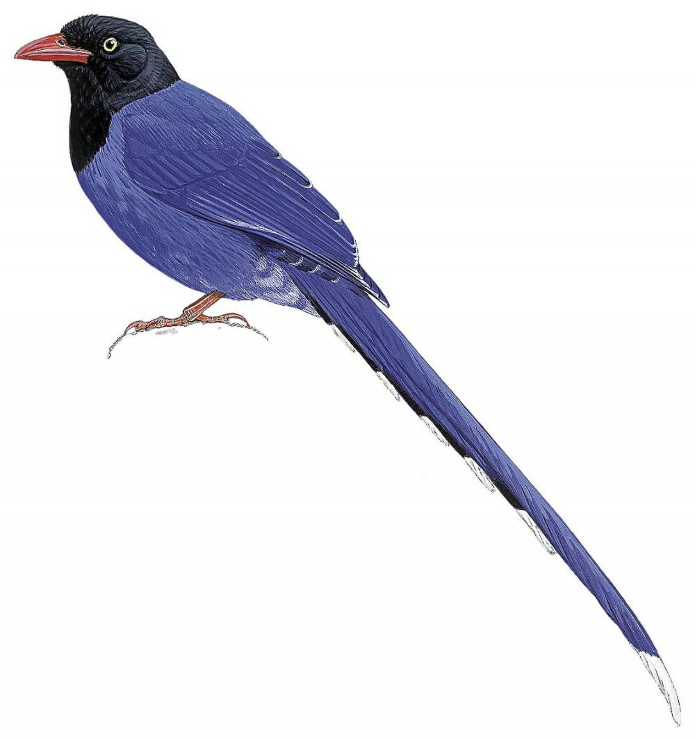 Taiwan Blue-Magpie / Urocissa caerulea