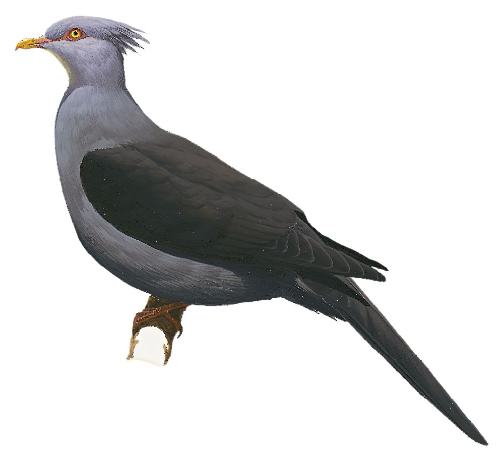 Crested Cuckoo-Dove / Reinwardtoena crassirostris
