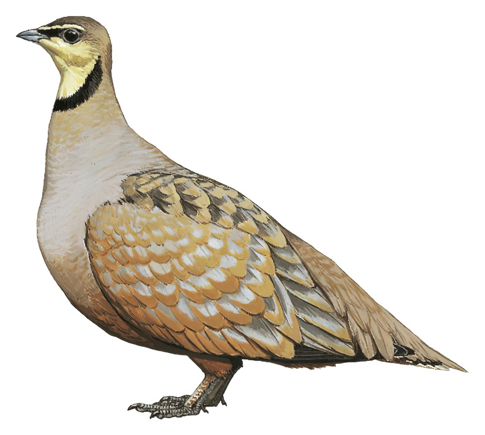 Yellow-throated Sandgrouse / Pterocles gutturalis
