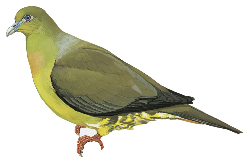 Green-spectacled Green-Pigeon / Treron oxyurus
