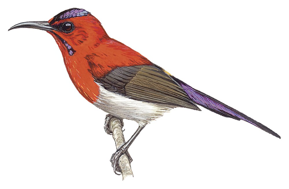Javan Sunbird / Aethopyga mystacalis