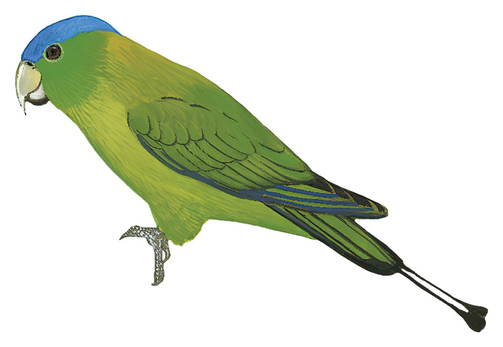 Blue-crowned Racquet-tail / Prioniturus discurus