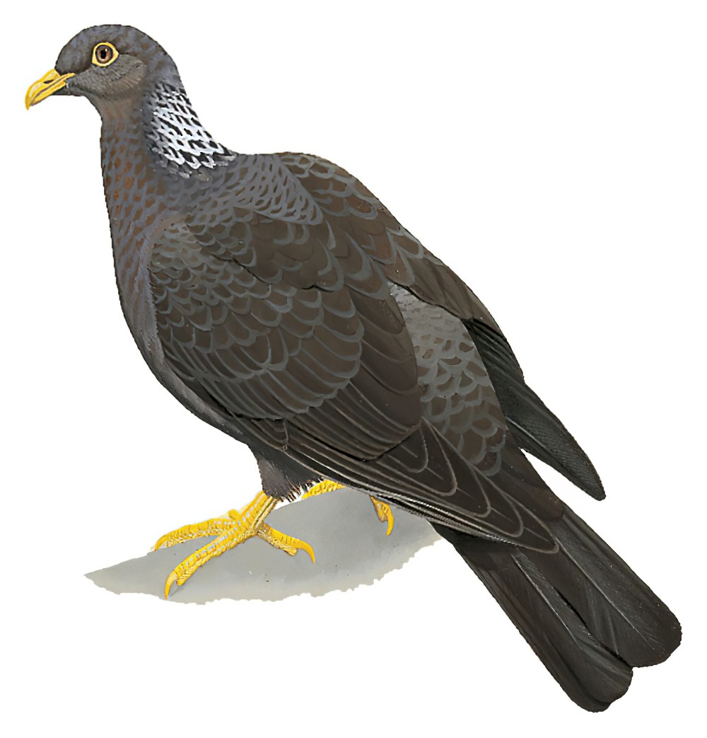 Comoro Pigeon / Columba pollenii