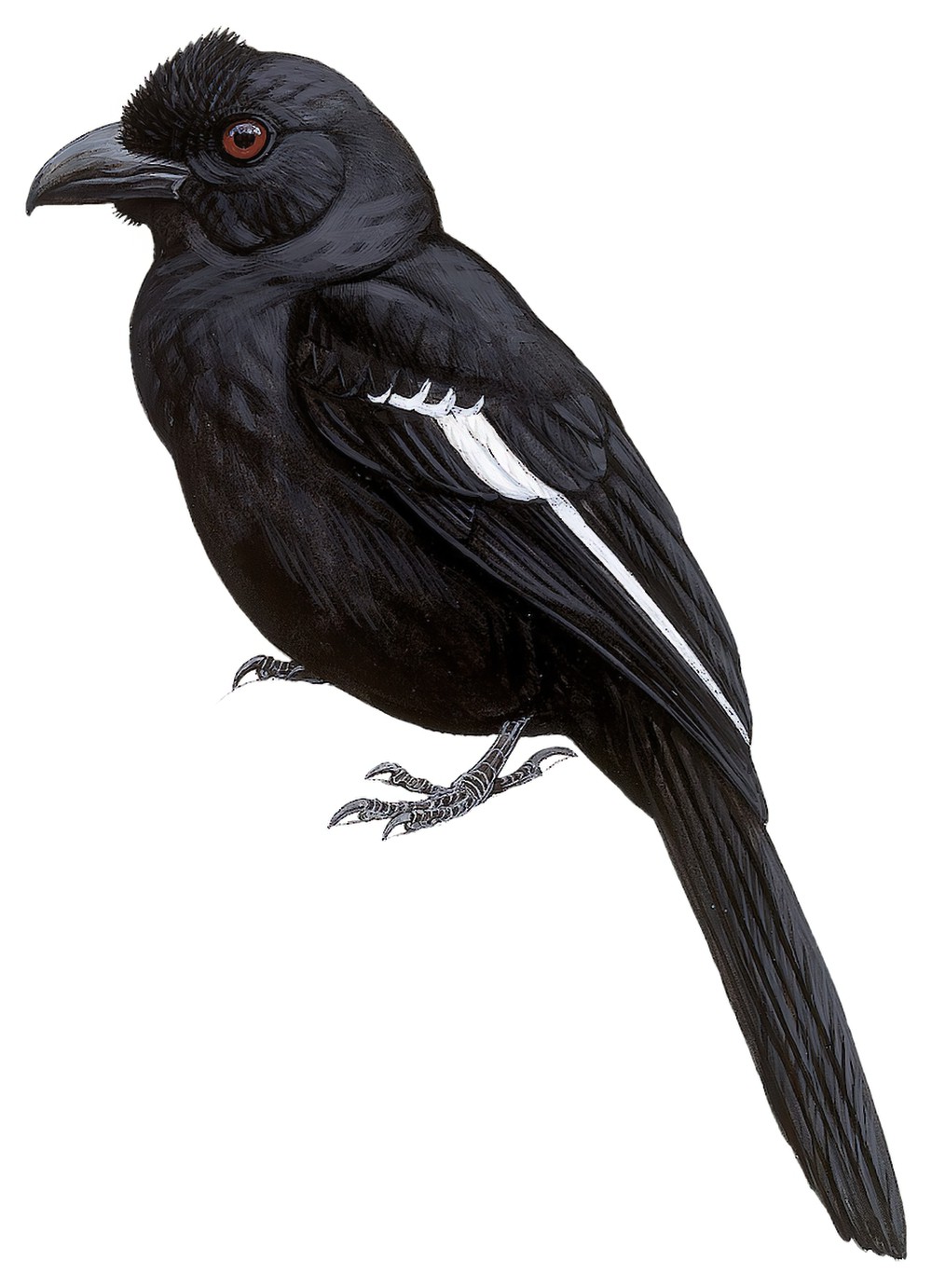 Black Magpie / Platysmurus leucopterus