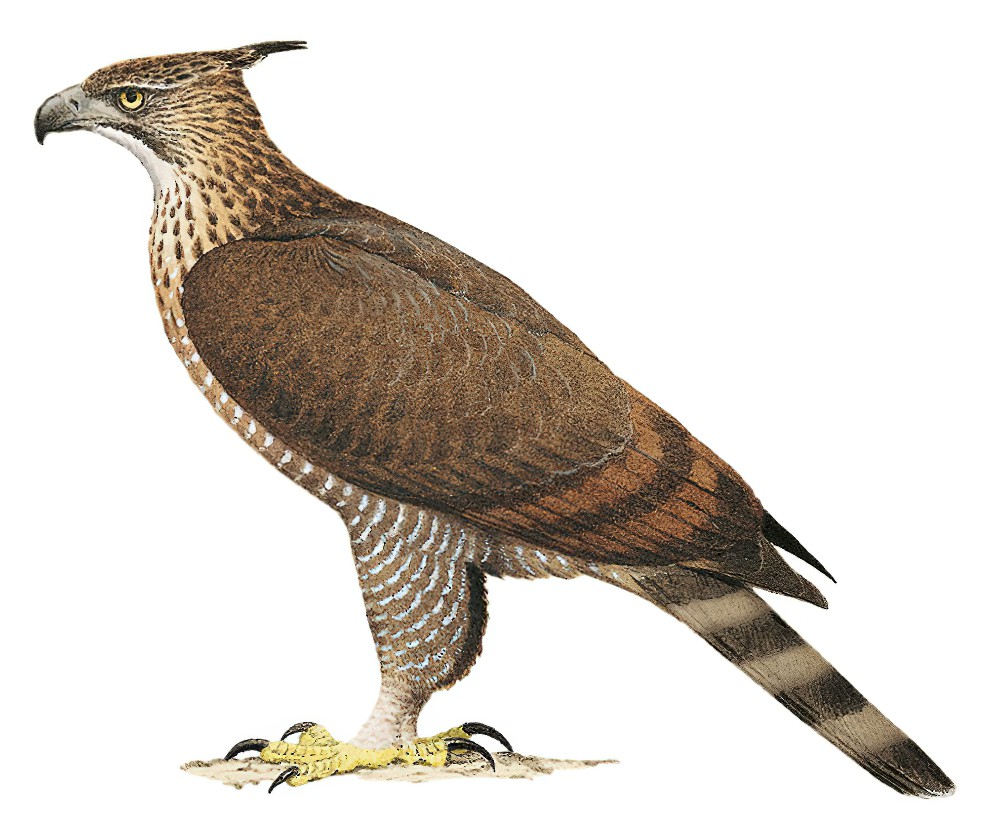 Legge\'s Hawk-Eagle / Nisaetus kelaarti