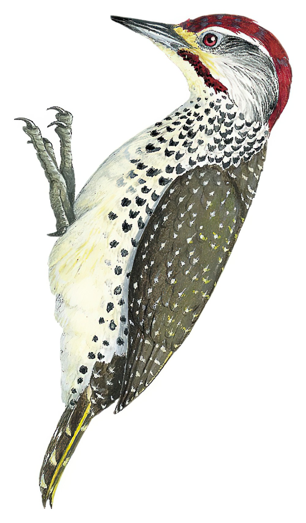 Nubian Woodpecker / Campethera nubica