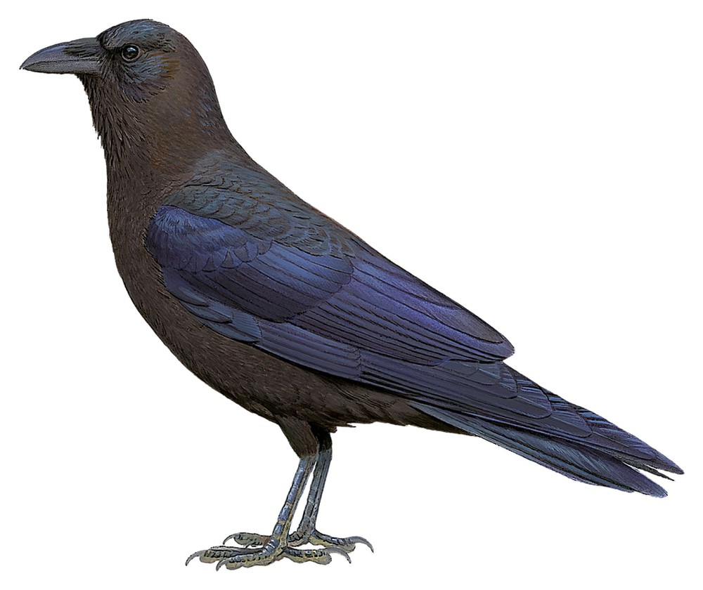 Somali Crow / Corvus edithae