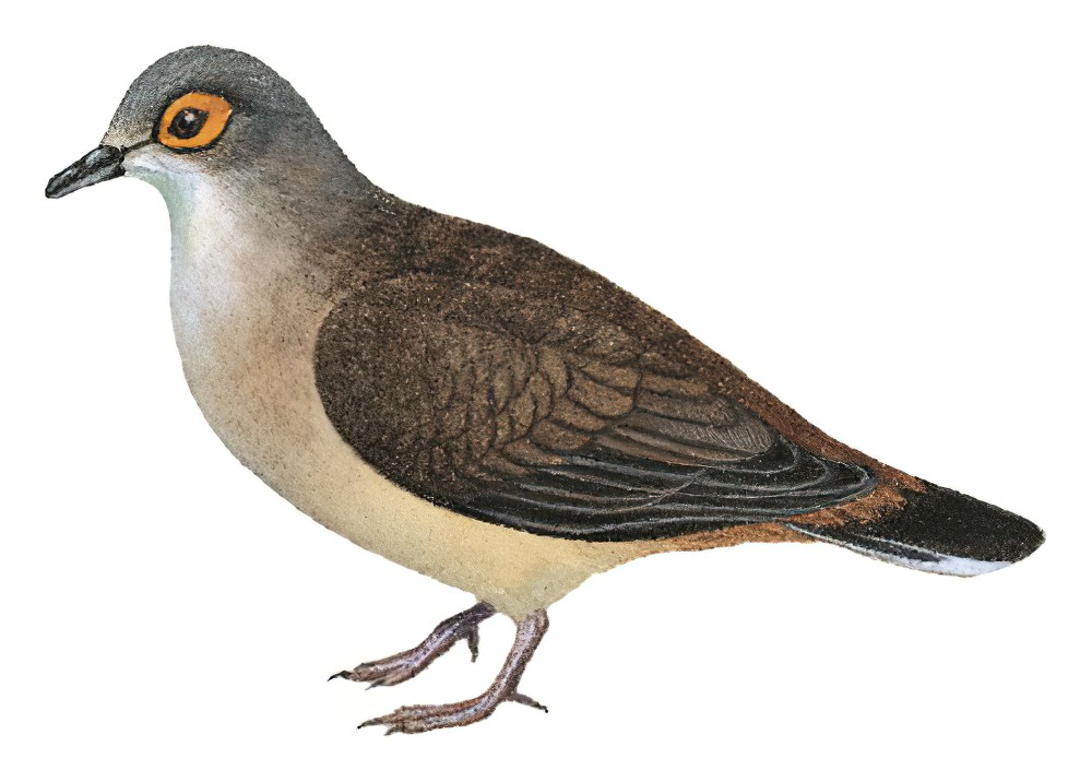 Bare-eyed Ground Dove / Metriopelia morenoi