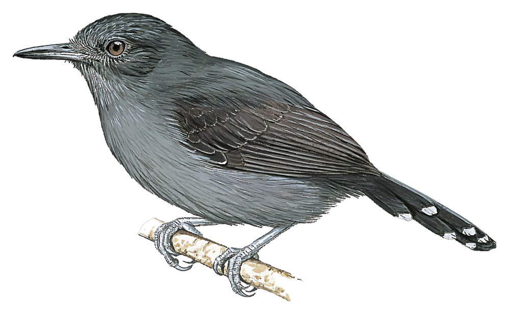 Gray Antbird / Cercomacra cinerascens