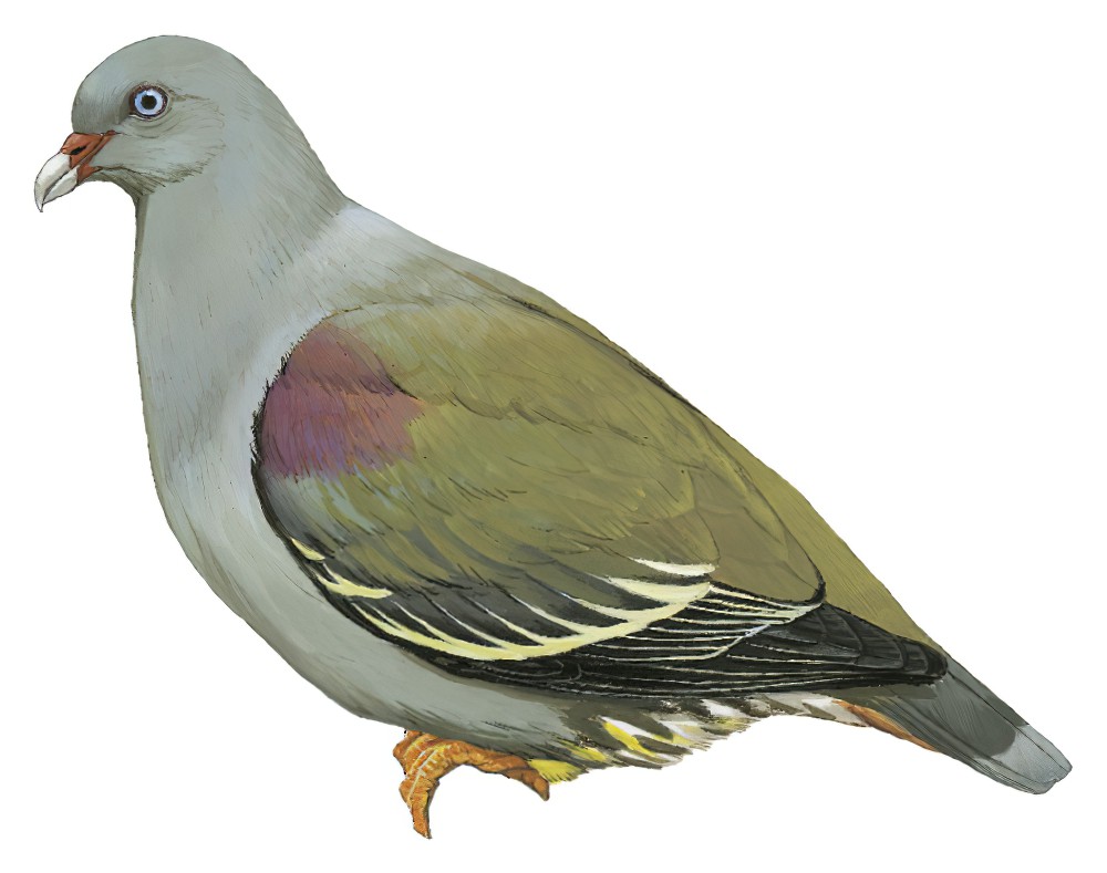 Pemba Green-Pigeon / Treron pembaensis