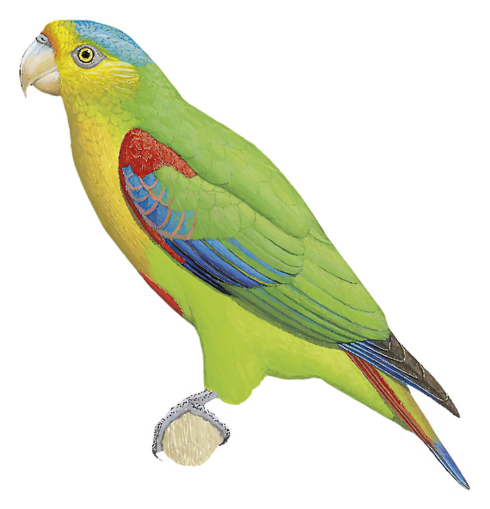Indigo-winged Parrot / Hapalopsittaca fuertesi
