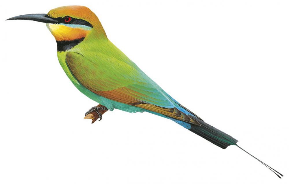 Rainbow Bee-eater / Merops ornatus