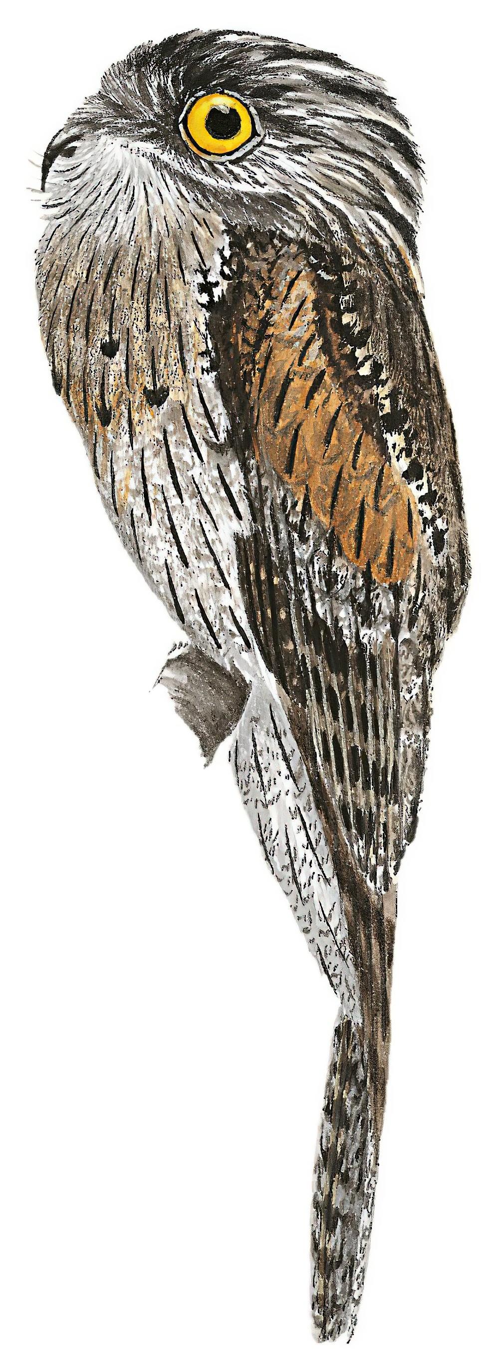 Northern Potoo / Nyctibius jamaicensis