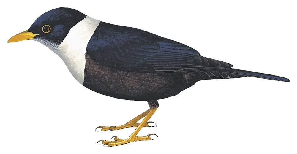 White-collared Blackbird / Turdus albocinctus
