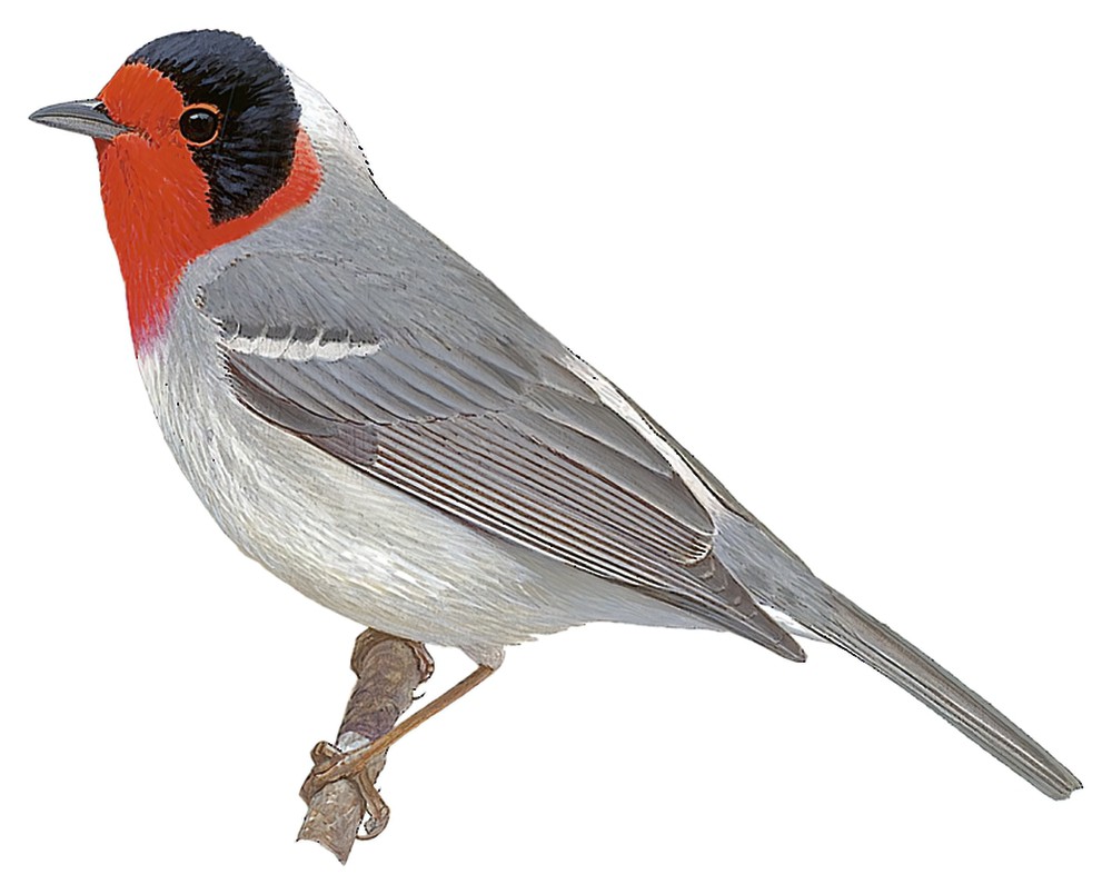 Red-faced Warbler / Cardellina rubrifrons