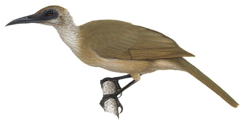 Buru Friarbird / Philemon moluccensis