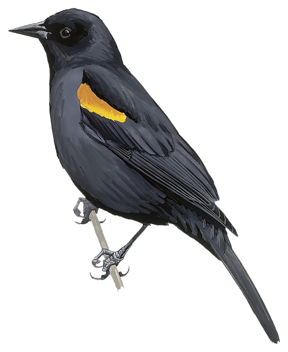 Tawny-shouldered Blackbird / Agelaius humeralis