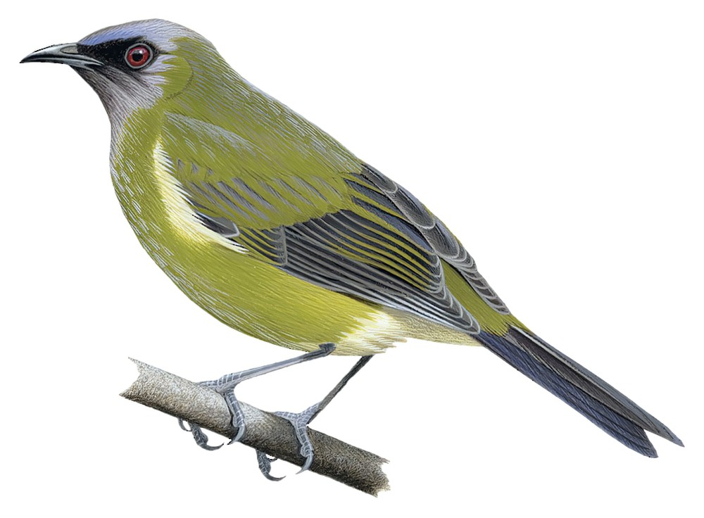 New Zealand Bellbird / Anthornis melanura