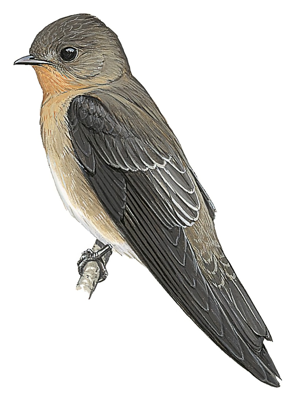 Southern Rough-winged Swallow / Stelgidopteryx ruficollis