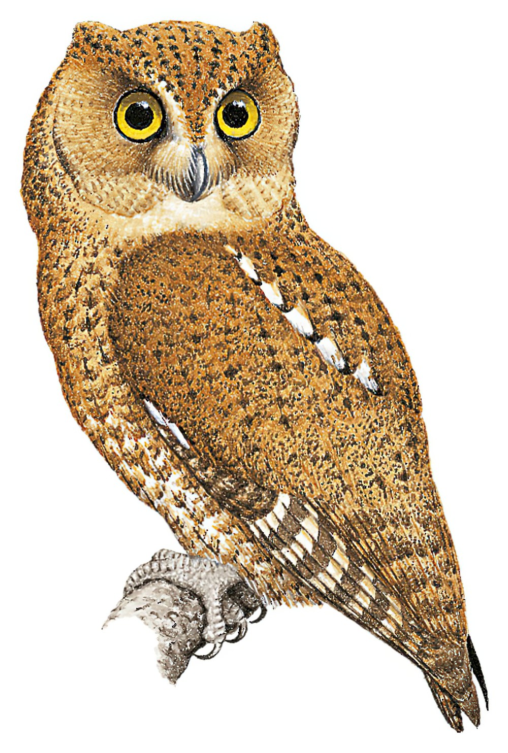 Bare-shanked Screech-Owl / Megascops clarkii