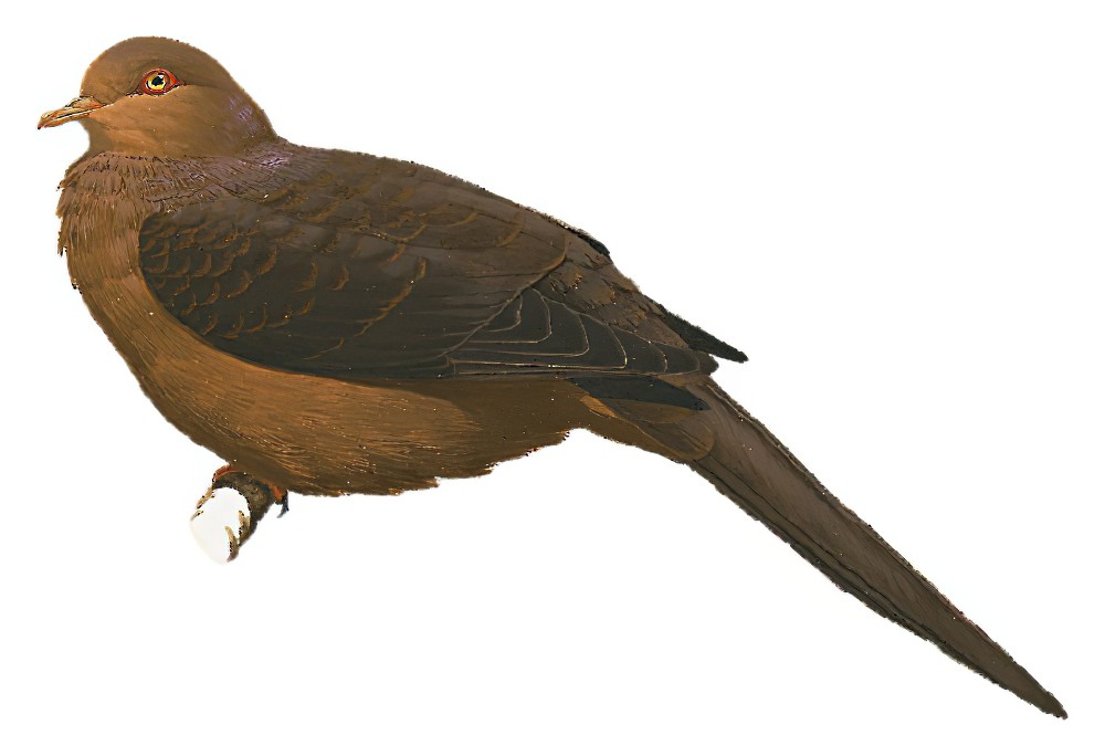 Philippine Cuckoo-Dove / Macropygia tenuirostris