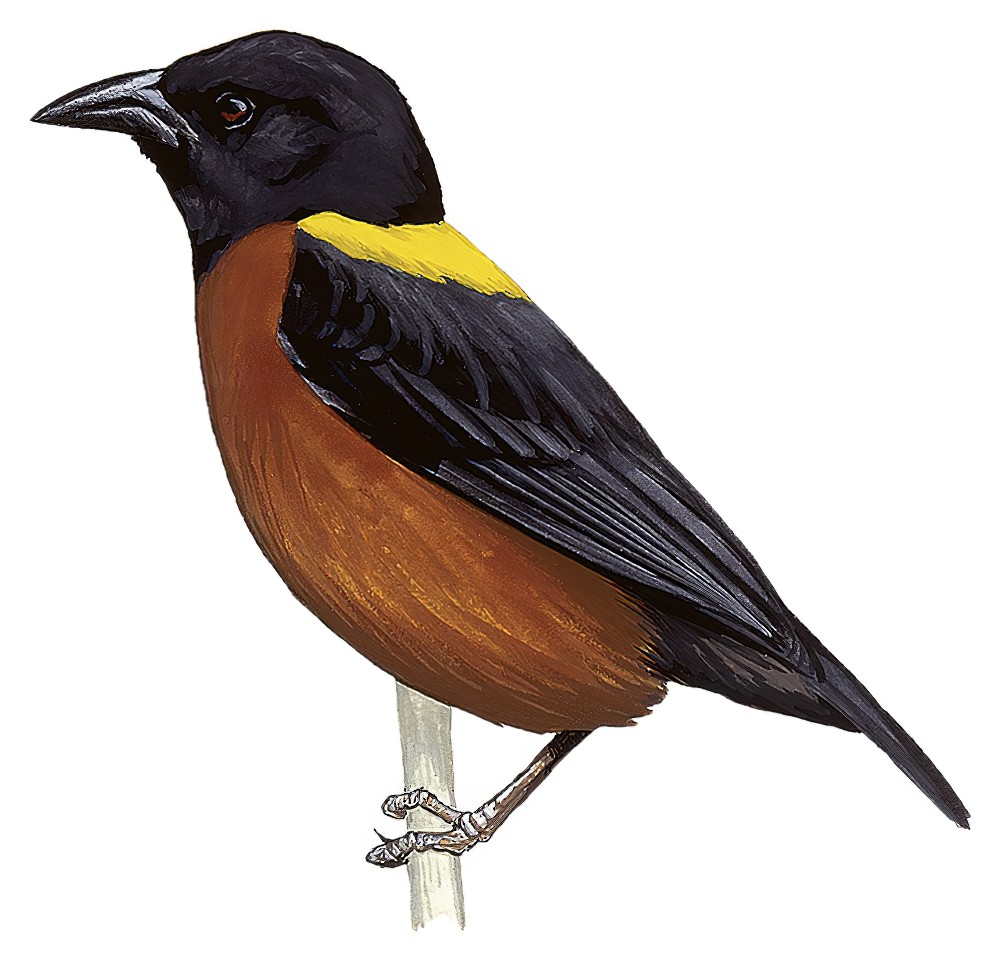 Yellow-mantled Weaver / Ploceus tricolor