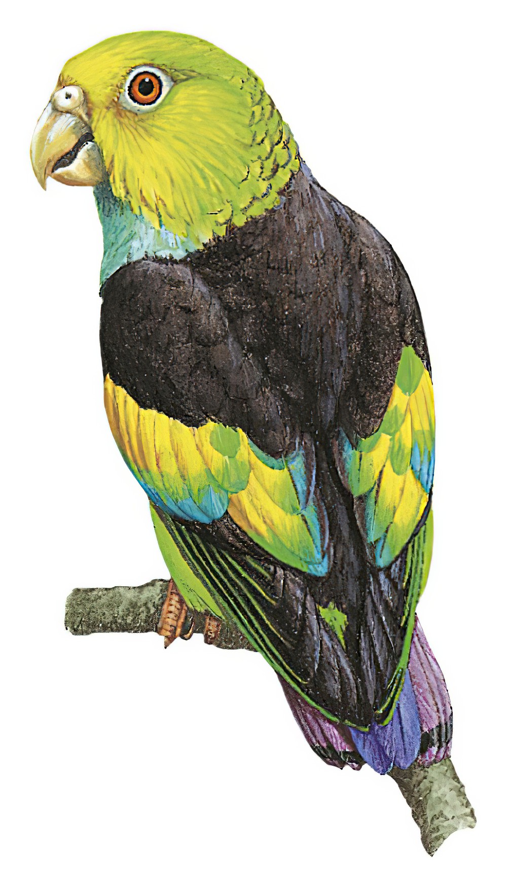 Lilac-tailed Parrotlet / Touit batavicus