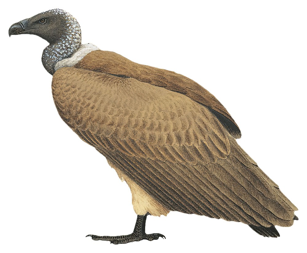 White-backed Vulture / Gyps africanus