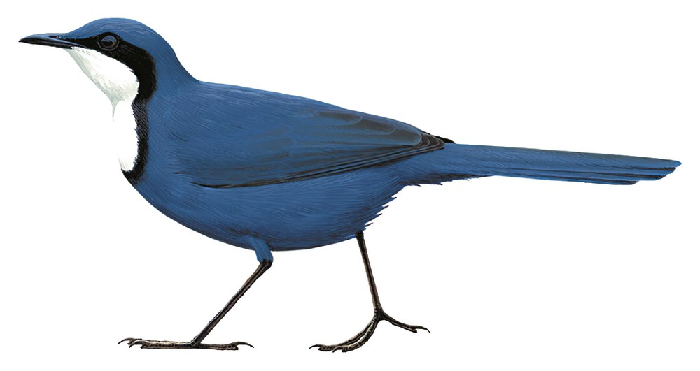 Blue Jewel-babbler / Ptilorrhoa caerulescens
