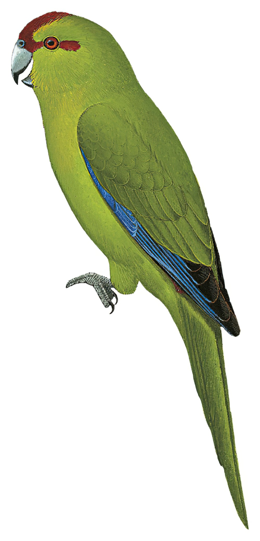 Norfolk Island Parakeet / Cyanoramphus cookii