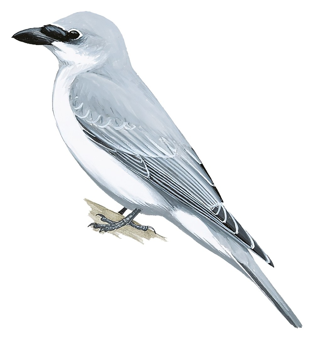 White-bellied Cuckooshrike / Coracina papuensis