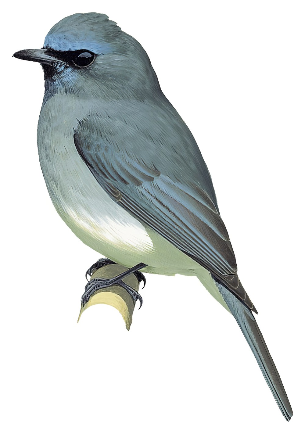 Dull-blue Flycatcher / Eumyias sordidus