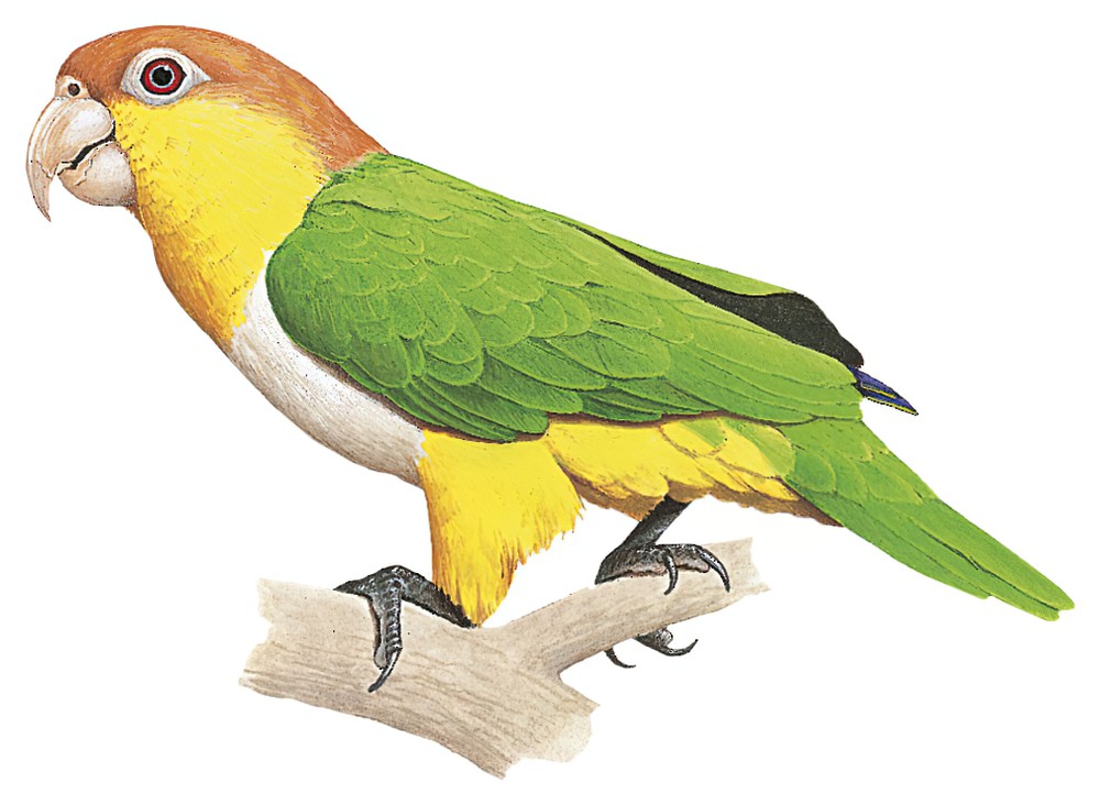 White-bellied Parrot / Pionites leucogaster