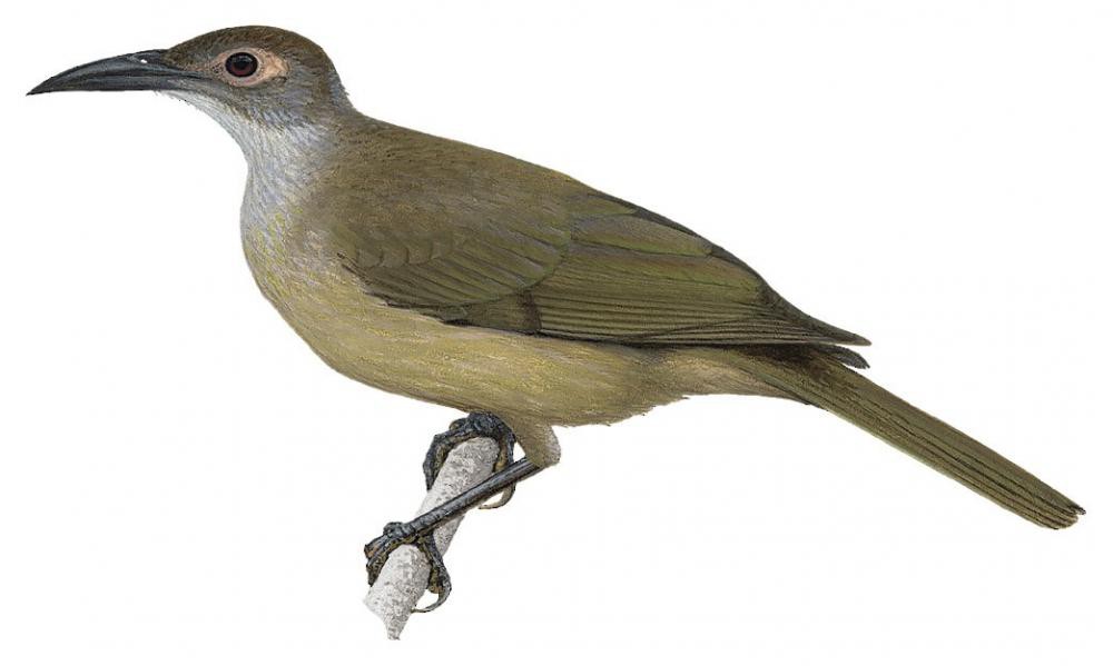 Dusky Friarbird / Philemon fuscicapillus