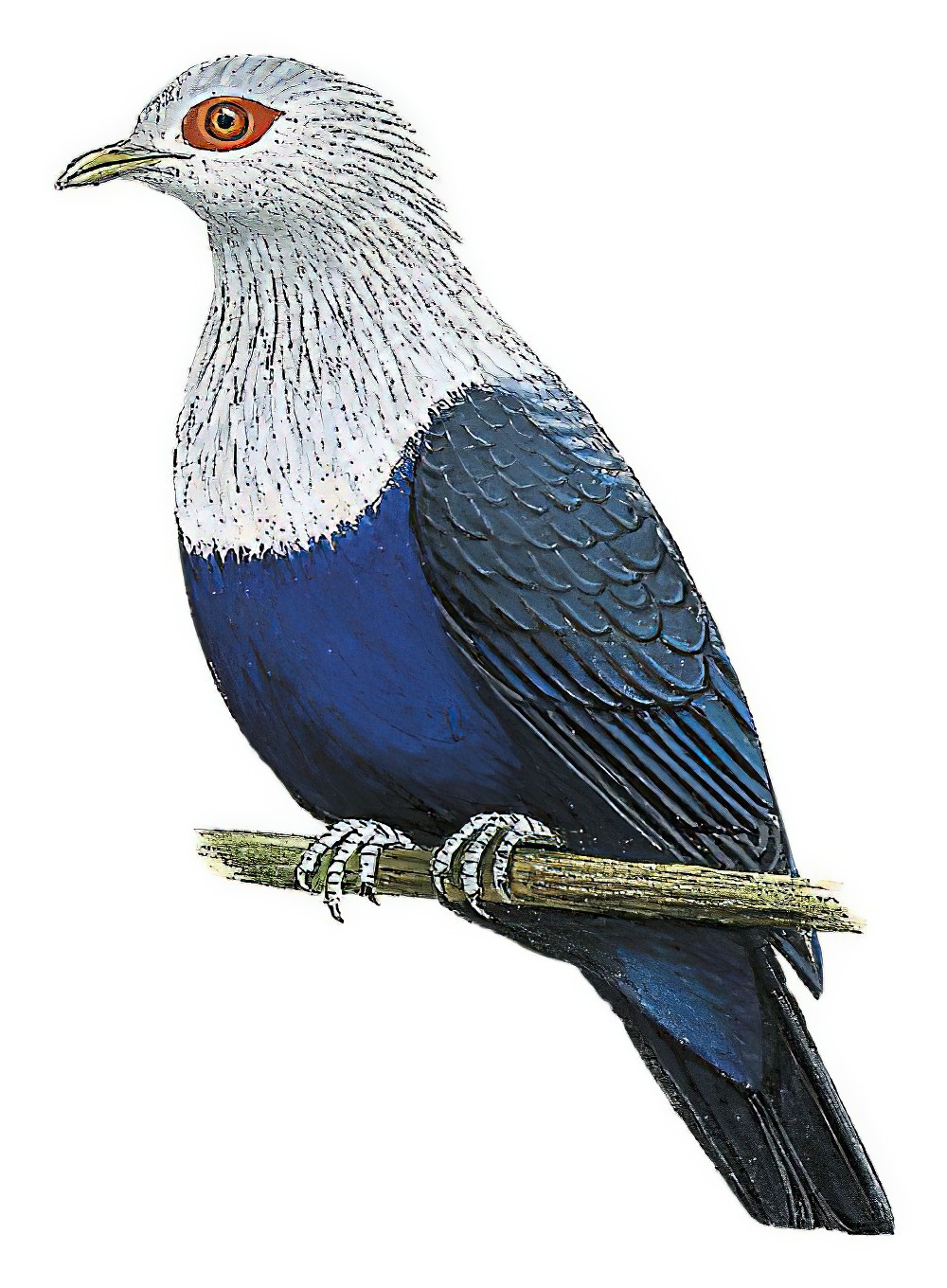 Comoro Blue-Pigeon / Alectroenas sganzini