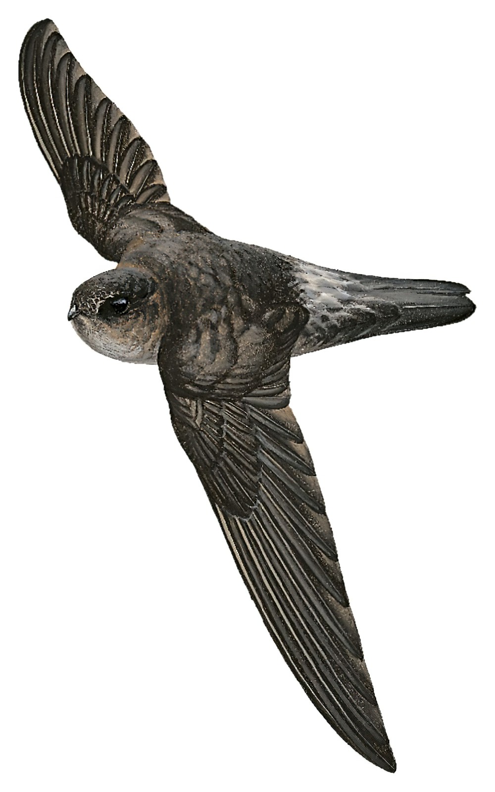 Mayr\'s Swiftlet / Aerodramus orientalis
