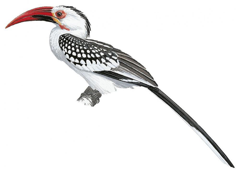 Damara Red-billed Hornbill / Tockus damarensis