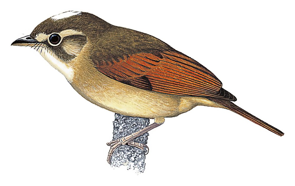 Russet-winged Spadebill / Platyrinchus leucoryphus