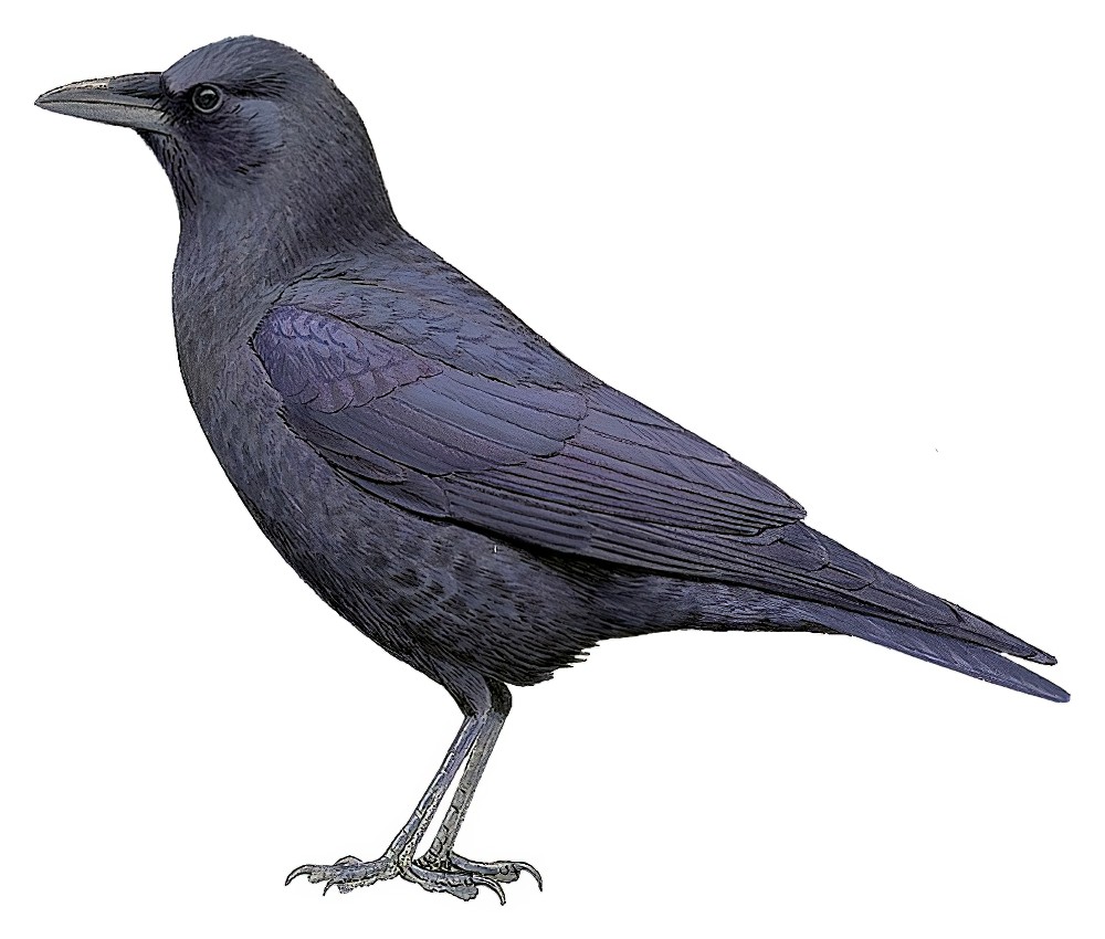 Northwestern Crow / Corvus caurinus