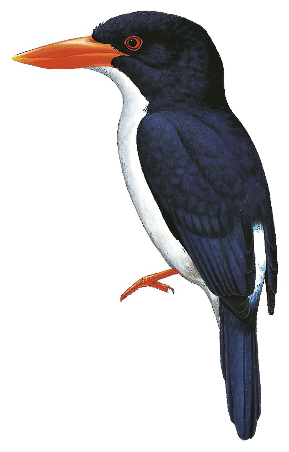 White-rumped Kingfisher / Caridonax fulgidus