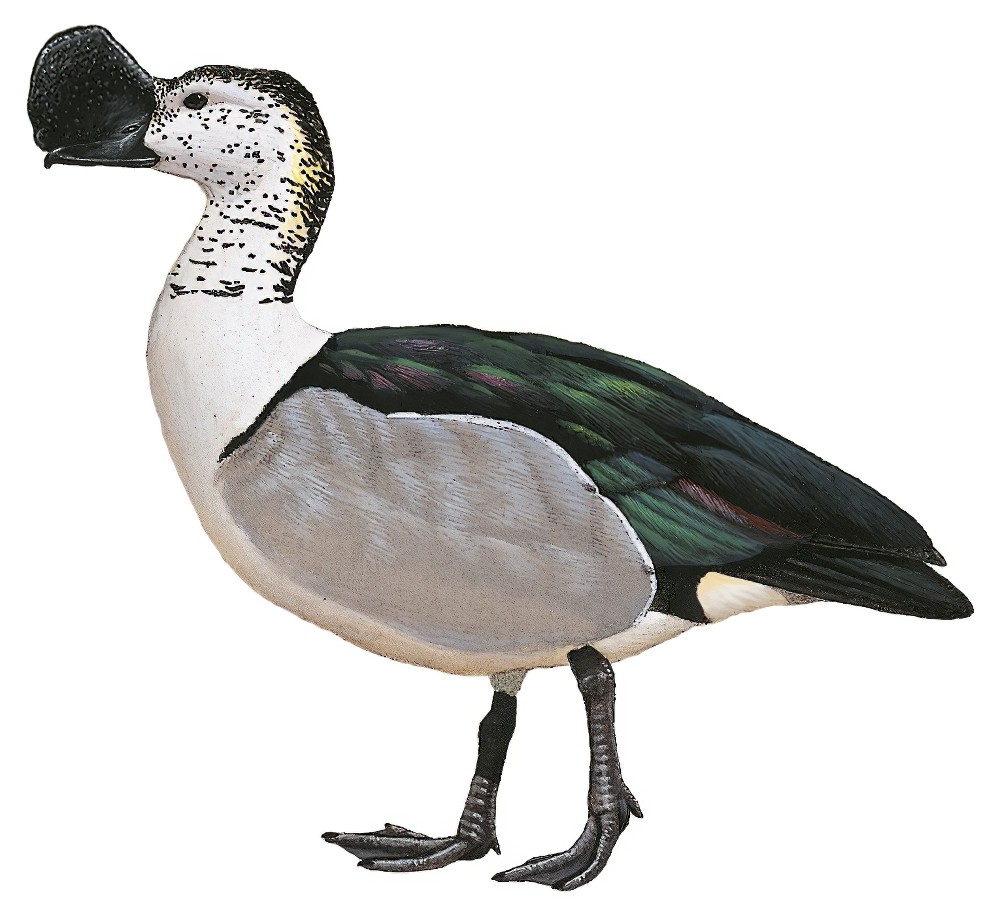 Knob-billed Duck / Sarkidiornis melanotos