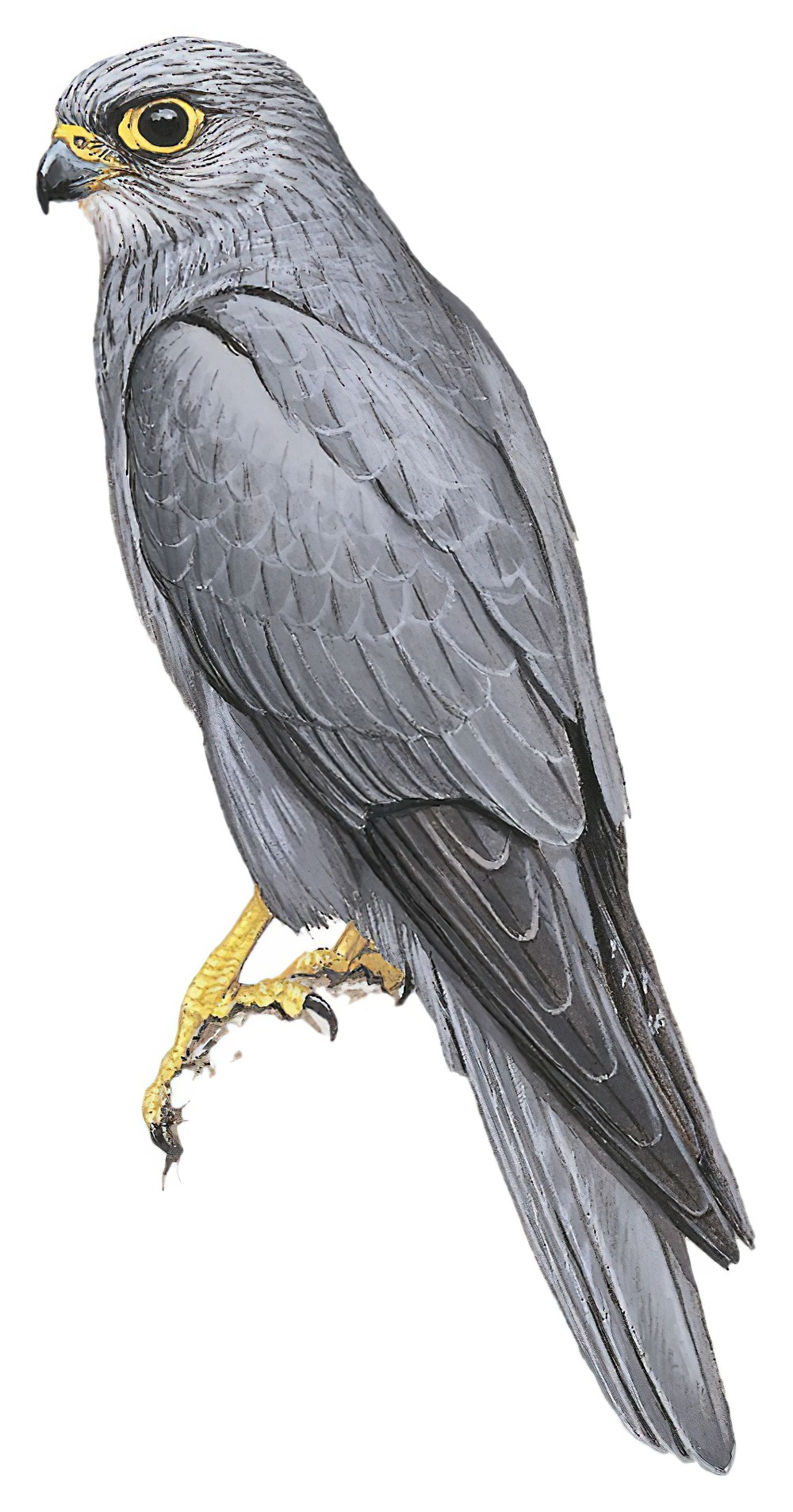 Gray Kestrel / Falco ardosiaceus
